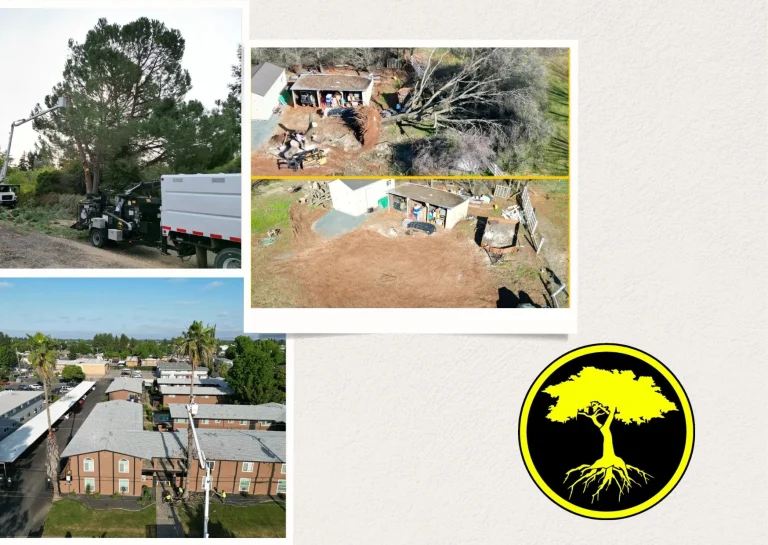 Reliable Emergency Tree Removal Services for Safe and Efficient Solutions