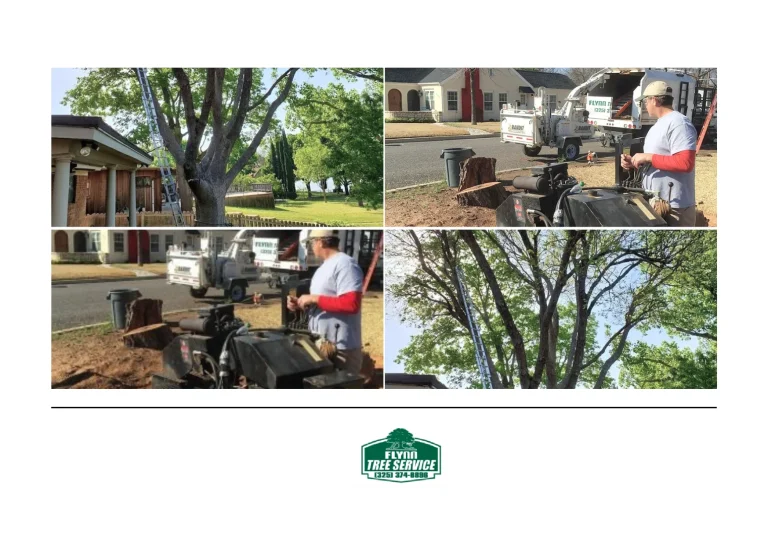 Expert Tree Disease Treatment Solutions for Healthy and Thriving Trees