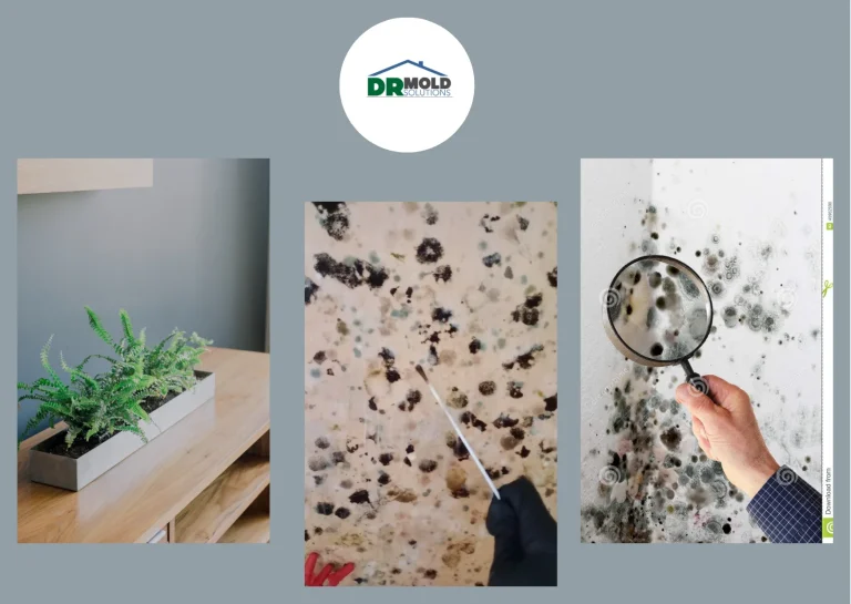 Professional Office Mold Removal Services for Cleaner, Healthier Workspaces