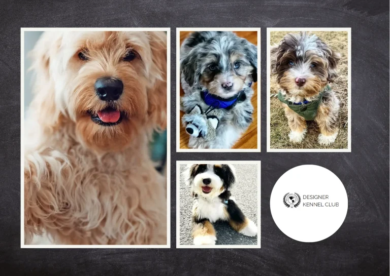 How to Obtain Official Papers on My Dog for Authentic Breed Certification