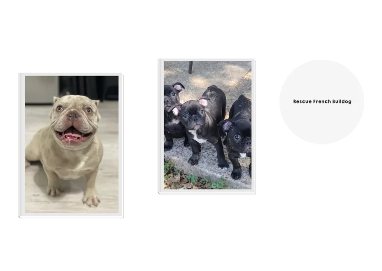 French Bulldog Rescue: Find Loving Homes and Support Lifesaving Efforts