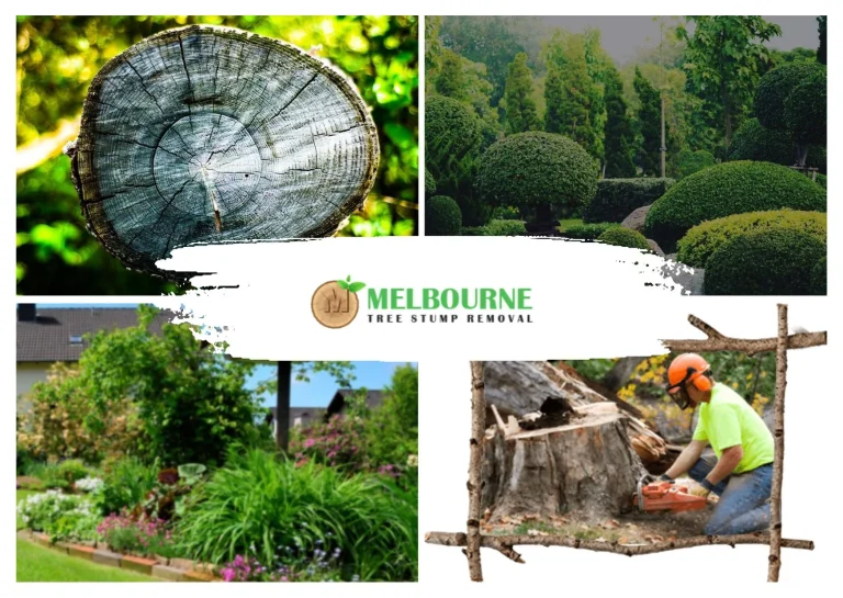 Expert Stump Removal Caroline Springs Services for Clean and Safe Outdoor Spaces