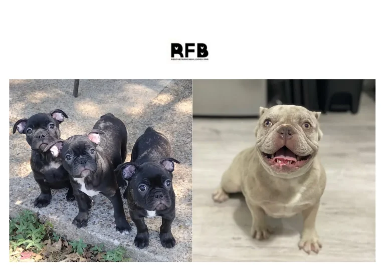 How to Rescue French Bulldogs and Provide Them with Loving Homes
