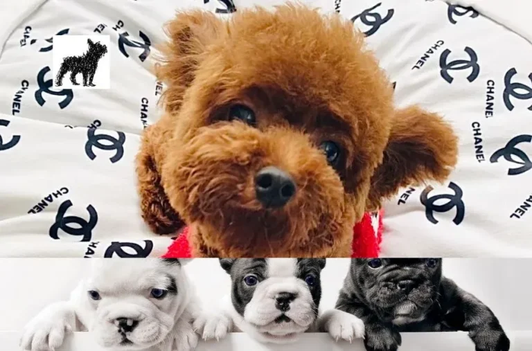 How to Choose Healthy Floodle Puppies for Sale: Expert Tips for Finding Your Perfect Pet