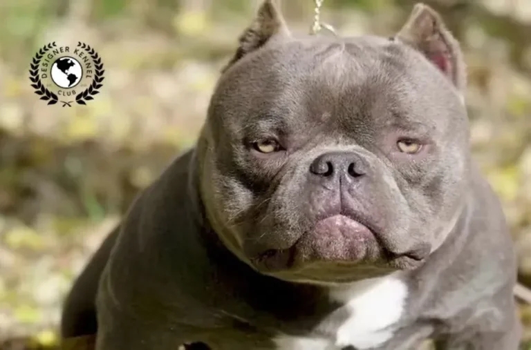 Unlock the Advantages of American Bully Registration for Your Beloved Pet’s Future
