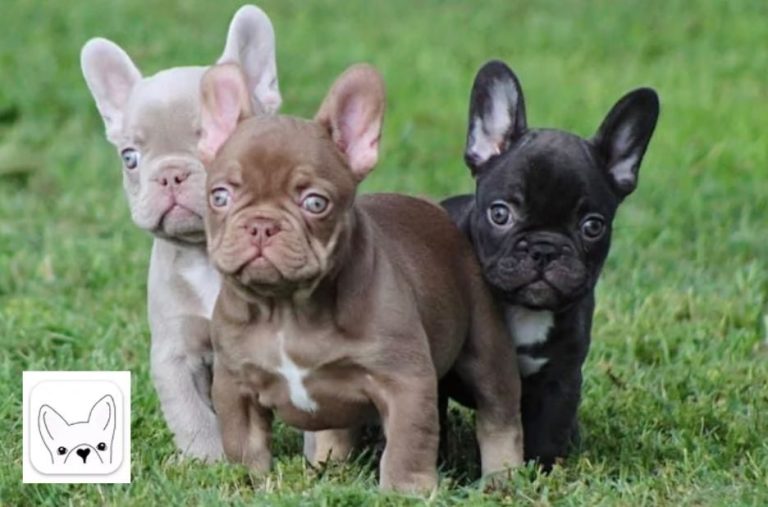 French Bulldog for Sale: How to Compare Breeders, Health, and Pricing