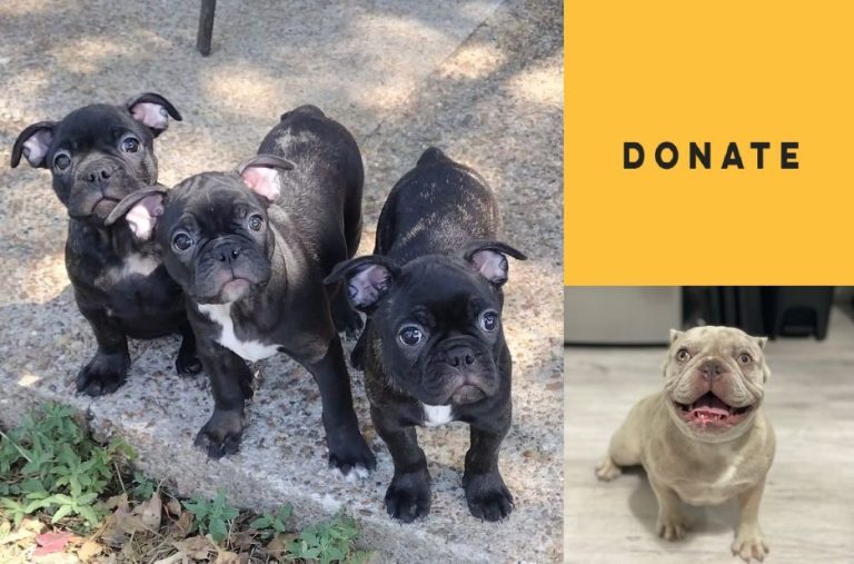 Finden a French Bulldog Near Me: Key Benefits and What to Expect