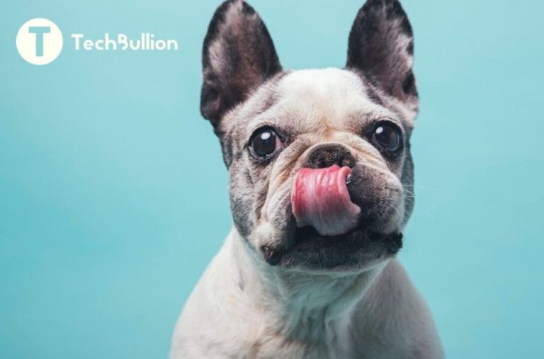 How Technology Helps Rescue French Bulldogs Get Medical Care and Foster Homes How Technology Helps Rescue French Bulldogs Get Medical Care and Foster Homes