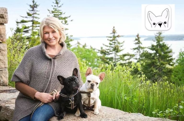 How to Get Papers for a Dog: Paperwork Options and Requirements Compared How to Get Papers for a Dog: Paperwork Options and Requirements Compared