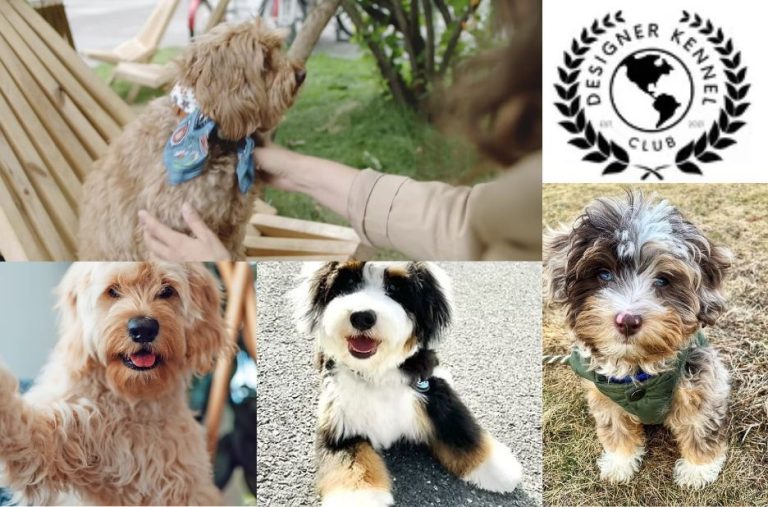 Buyer Guide to Aussie Bichon Registration Papers and Forms