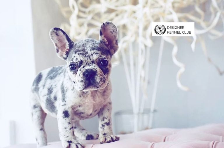 Exotic French Bulldog Registration: A Guided Path to Verified Lineage and Breeder Options