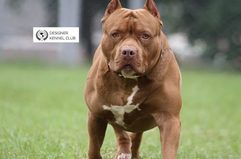 Pitbull Registration Without Papers: Compare Options With Designer Kennel Club