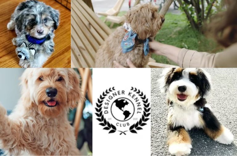Step-by-Step Guide to Cadoodle Registration Success Step-by-Step Guide to Cadoodle Registration Success