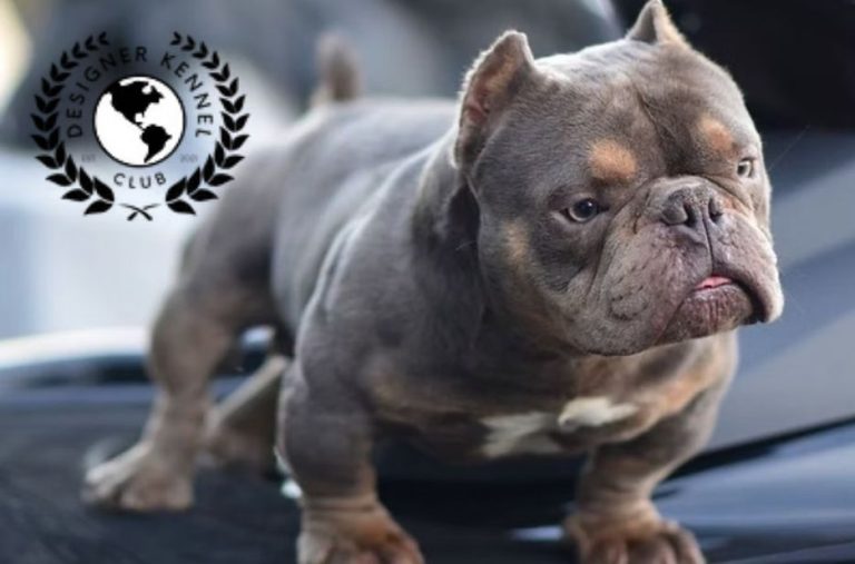 American Bully Lifespan: What to Expect and How to Extend It