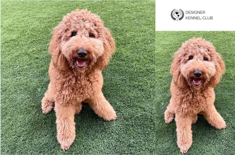 Goldendoodle Registration Guide: Buyer Intent Checklist for Choosing a Registry Goldendoodle Registration Guide: Buyer Intent Checklist for Choosing a Registry
