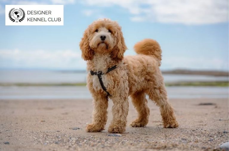 Cockerpoo Registration Papers: How to Verify Your Designer Kennel Club Records Cockerpoo Registration Papers: How to Verify Your Designer Kennel Club Records