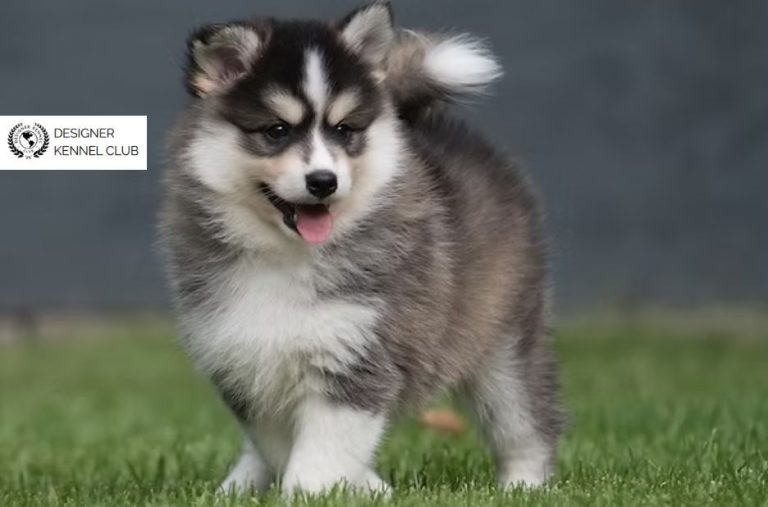 Pomeranian Husky Registration: Buyer-Ready Checklist for Responsible Owners