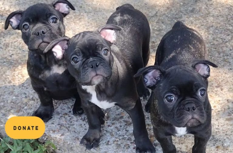 How Rescue French Bulldogs Save Lives with Trusted, Quality Care