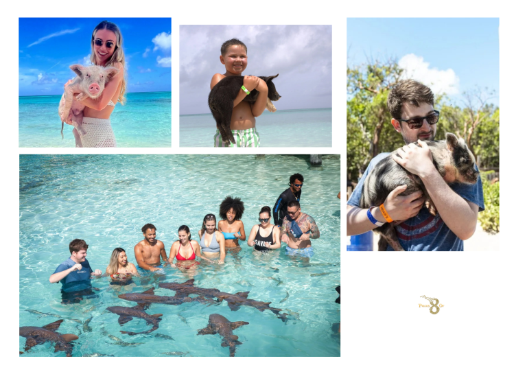 Swimming With Pigs Nassau Tours: A Simple Checklist for Booking With Piecesof8tours.com Swimming With Pigs Nassau Tours: A Simple Checklist for Booking With Piecesof8tours.com