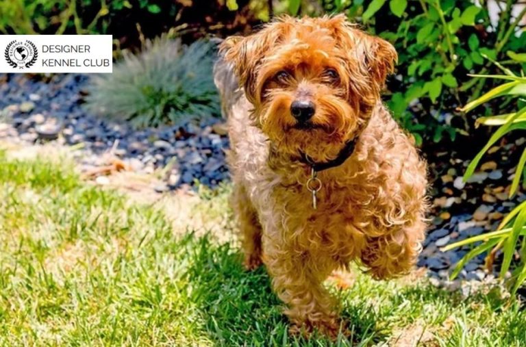 Buyer Guide to Yorkiepoo Papers Without AKC Registration Buyer Guide to Yorkiepoo Papers Without AKC Registration