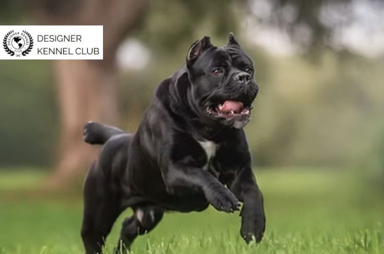 Expert Guide to Cane Corso Registration Options and Steps Expert Guide to Cane Corso Registration Options and Steps