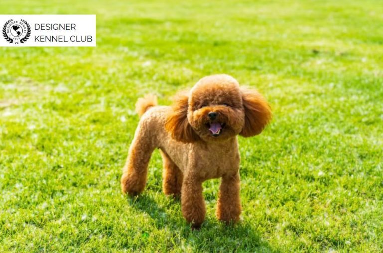 How to Register a Poodle Mix Without AKC Benefits