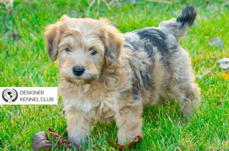 Why Wheatenpoo Registration Matters for Trust and Quality Why Wheatenpoo Registration Matters for Trust and Quality
