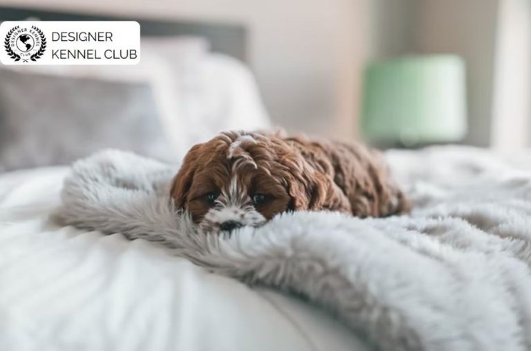 How to Verify Cavapoo Registration for Peace of Mind How to Verify Cavapoo Registration for Peace of Mind