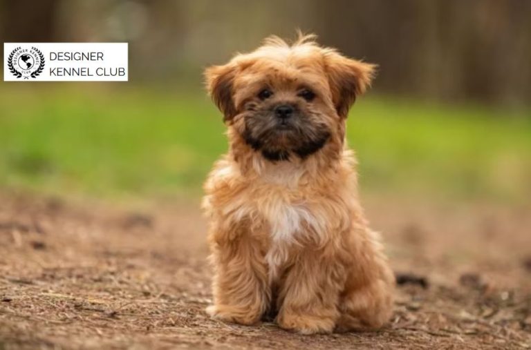 Shorkie Papers Without AKC: What to Choose and Verify Shorkie Papers Without AKC: What to Choose and Verify