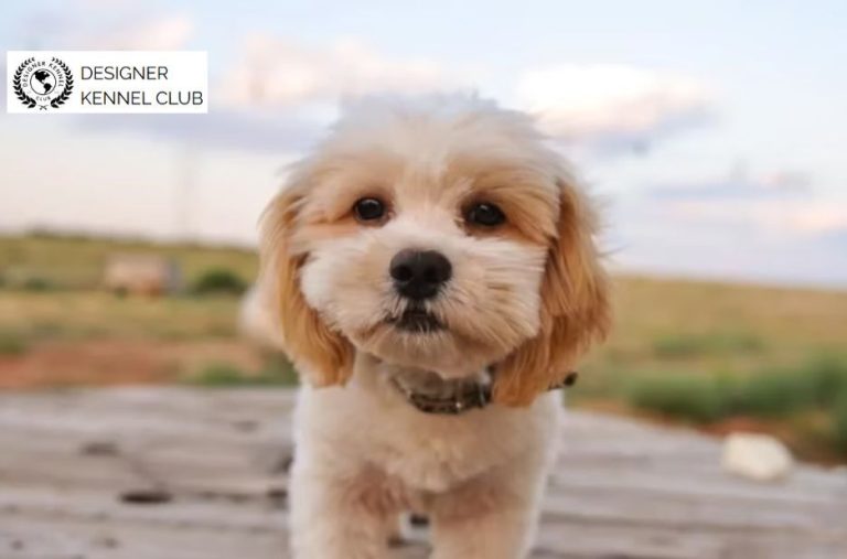 How to Choose Expert Shih Poo Registration Paperwork Options