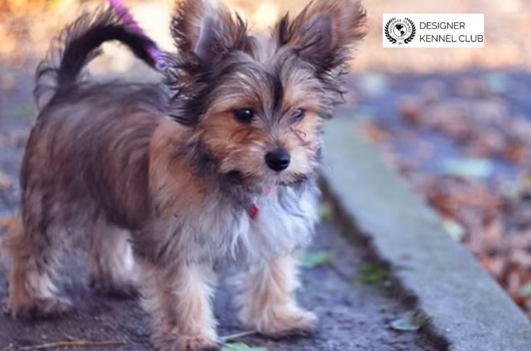 Step-by-Step Guide to Registering an Unpapered Dog Step-by-Step Guide to Registering an Unpapered Dog