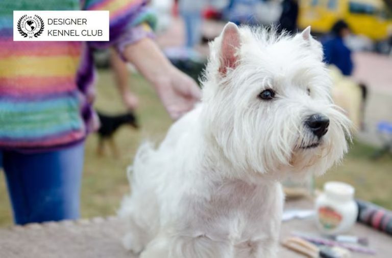 Buyer Guide to Nontraditional Dog Paperwork Options