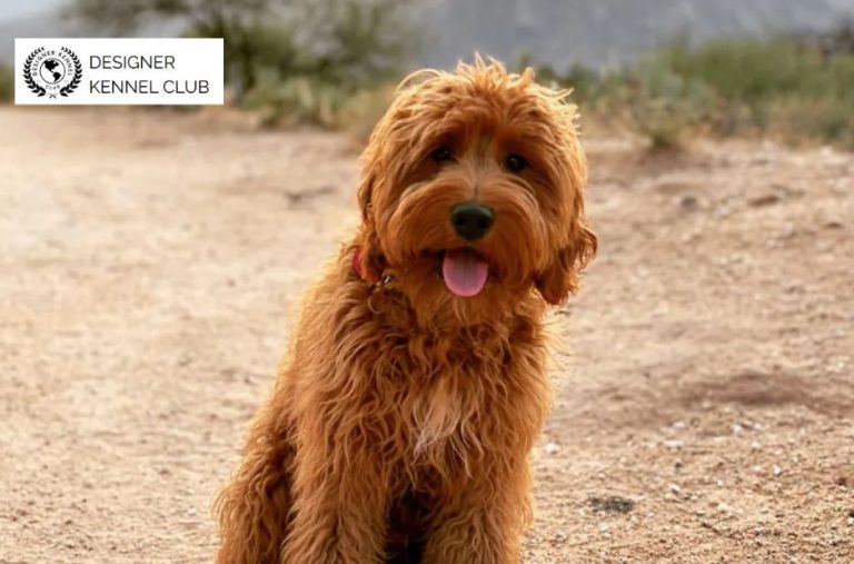 How to Register a Foundation Dog With Confidence and Ease How to Register a Foundation Dog With Confidence and Ease