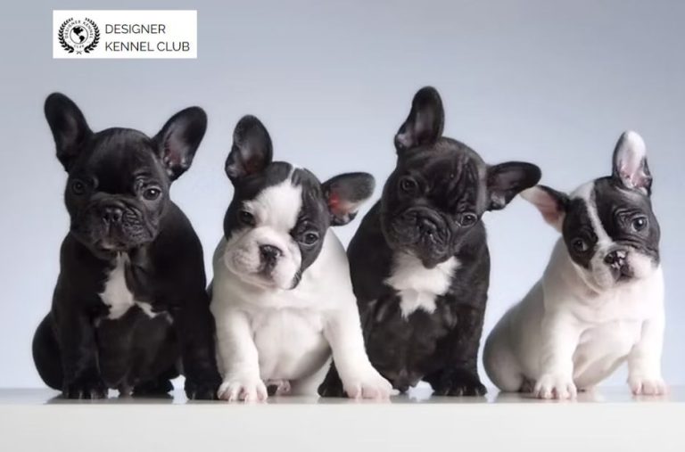 Alternatives to AKC Paperwork for Dog Registration Alternatives to AKC Paperwork for Dog Registration